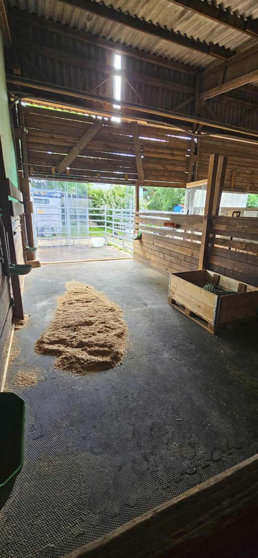 Großzügige Paddockbox im Hustepony-Stall