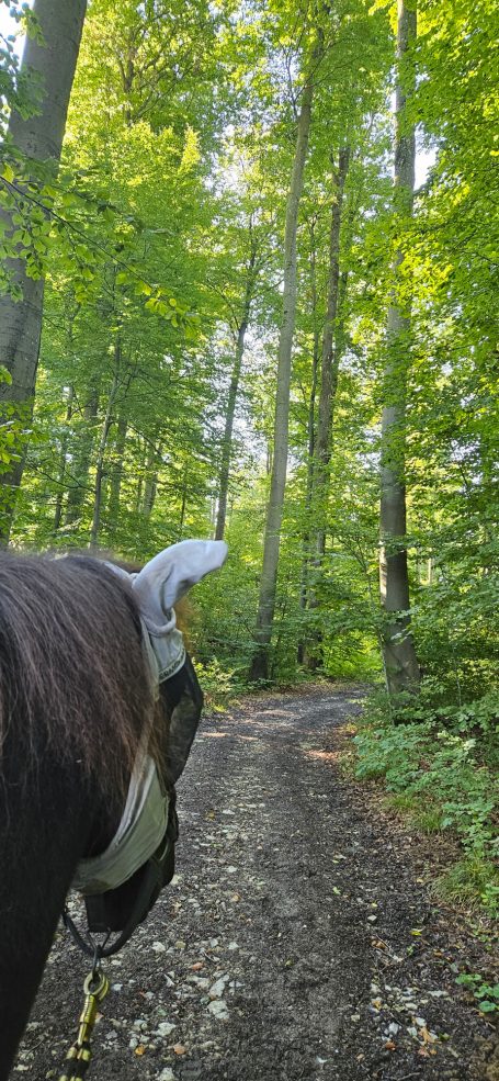 Weitläufiges Ausreitgelände